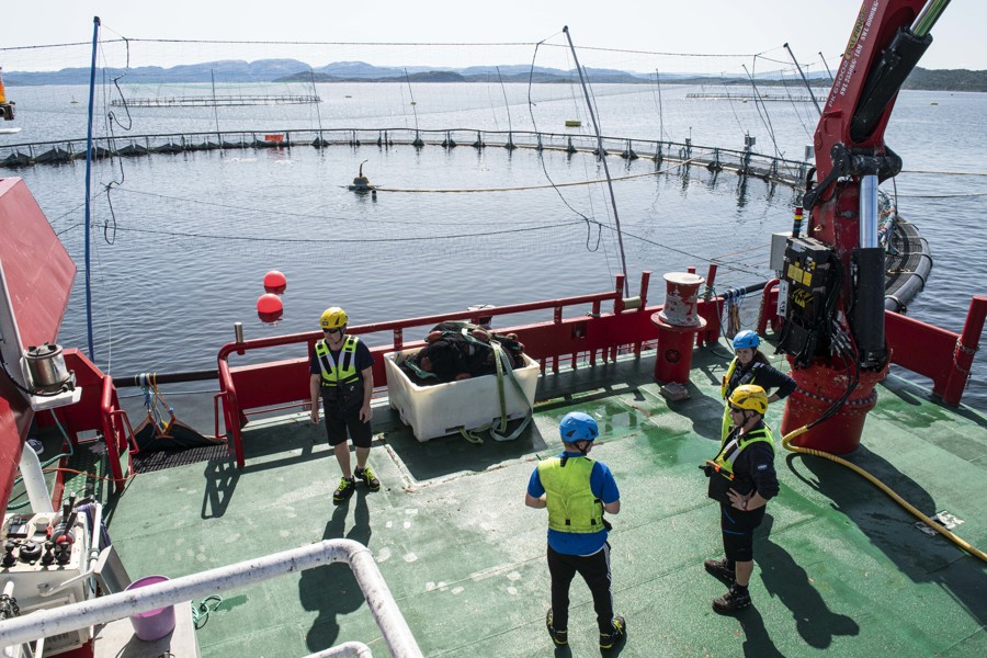 Employees at aquaculture facility