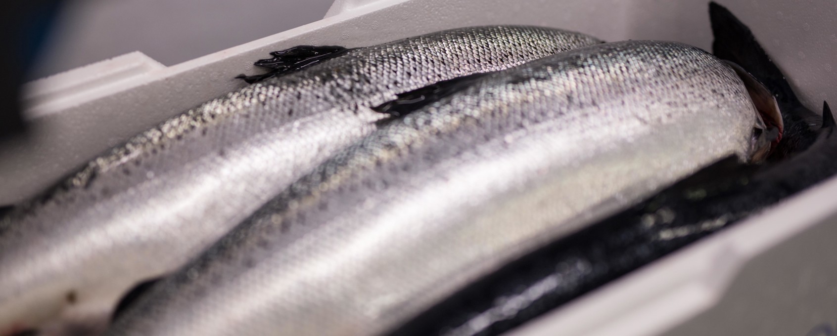 Whole salmon in a box